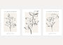 beige botanical line art poster set minimalist wall decor neutral tones